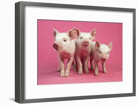 Piglets Standing in a Row on Pink Spotty Blanket-null-Framed Photographic Print