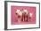 Piglets Standing in a Row on Pink Spotty Blanket-null-Framed Photographic Print