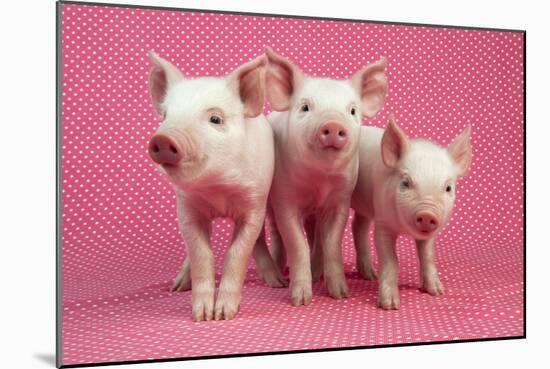 Piglets Standing in a Row on Pink Spotty Blanket-null-Mounted Photographic Print
