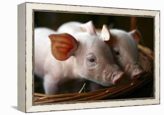 Piglets-Bjorn Svensson-Framed Premier Image Canvas