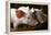 Piglets-Bjorn Svensson-Framed Premier Image Canvas