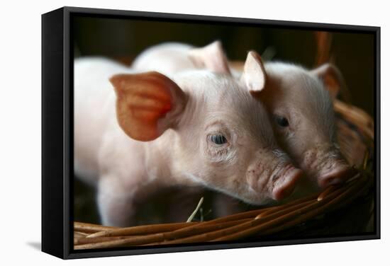 Piglets-Bjorn Svensson-Framed Premier Image Canvas