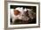 Piglets-Bjorn Svensson-Framed Photographic Print