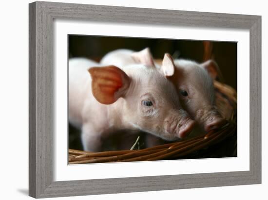 Piglets-Bjorn Svensson-Framed Photographic Print