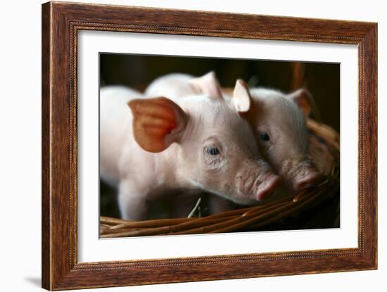 Piglets-Bjorn Svensson-Framed Photographic Print