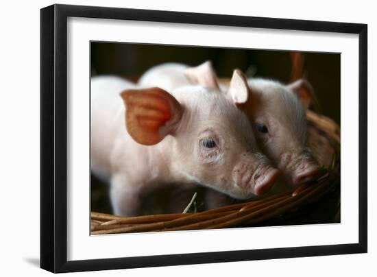 Piglets-Bjorn Svensson-Framed Photographic Print