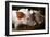 Piglets-Bjorn Svensson-Framed Photographic Print