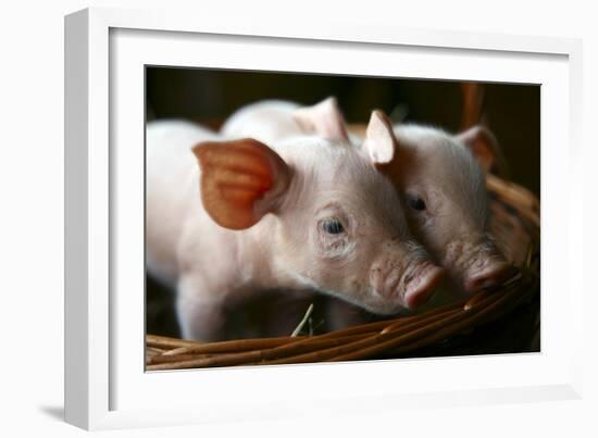 Piglets-Bjorn Svensson-Framed Photographic Print