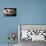 Piglets-Bjorn Svensson-Mounted Photographic Print displayed on a wall