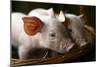 Piglets-Bjorn Svensson-Mounted Photographic Print