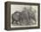 Pigmy Elephants, at the Surrey Zoological Gardens-Harrison William Weir-Framed Premier Image Canvas