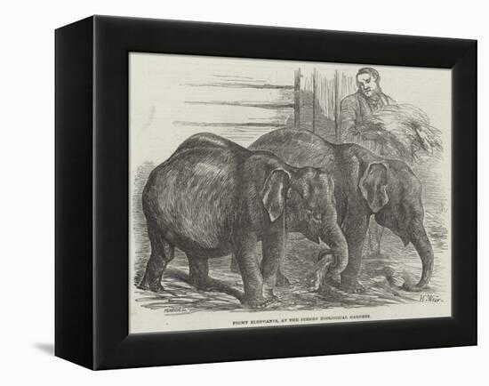 Pigmy Elephants, at the Surrey Zoological Gardens-Harrison William Weir-Framed Premier Image Canvas