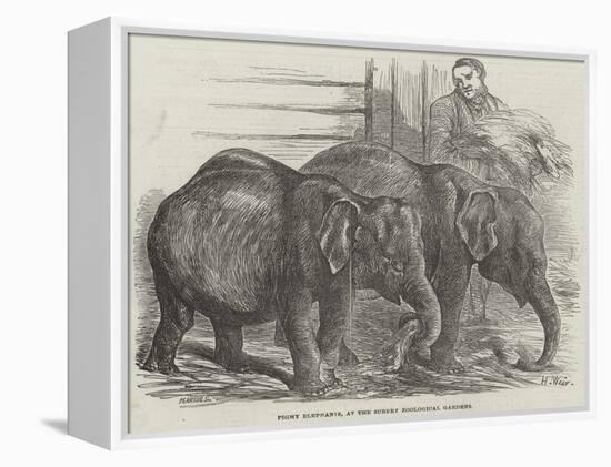 Pigmy Elephants, at the Surrey Zoological Gardens-Harrison William Weir-Framed Premier Image Canvas