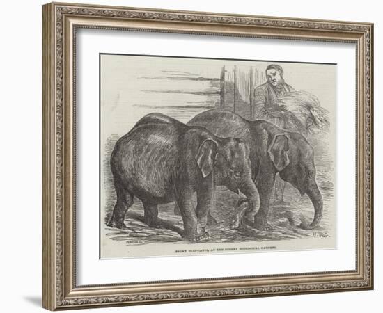 Pigmy Elephants, at the Surrey Zoological Gardens-Harrison William Weir-Framed Giclee Print