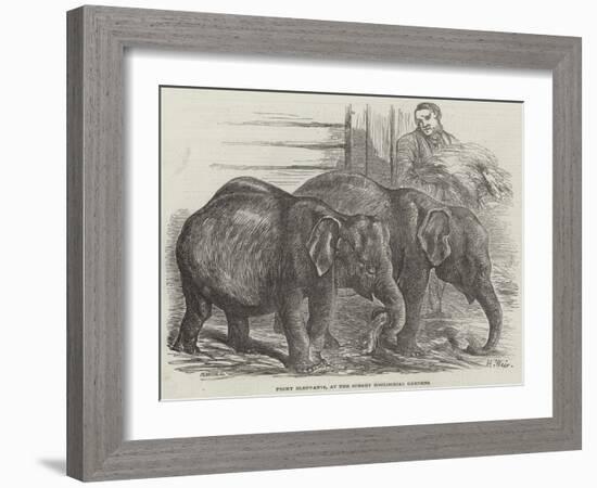 Pigmy Elephants, at the Surrey Zoological Gardens-Harrison William Weir-Framed Giclee Print