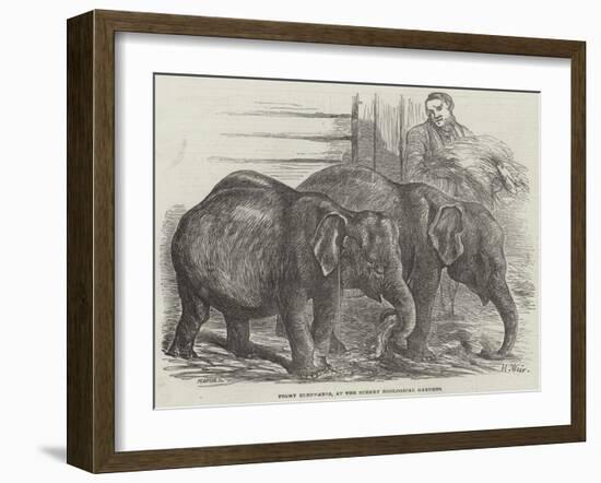 Pigmy Elephants, at the Surrey Zoological Gardens-Harrison William Weir-Framed Giclee Print