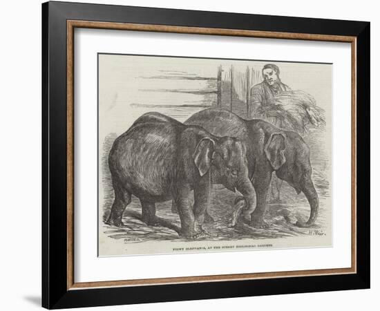 Pigmy Elephants, at the Surrey Zoological Gardens-Harrison William Weir-Framed Giclee Print