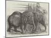 Pigmy Elephants, at the Surrey Zoological Gardens-Harrison William Weir-Mounted Giclee Print