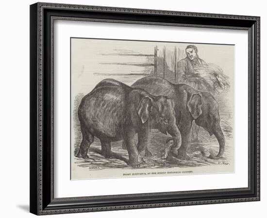 Pigmy Elephants, at the Surrey Zoological Gardens-Harrison William Weir-Framed Giclee Print