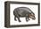 Pigmy Hippopotamus (Hippopotamus Liberiensis), Mammals-Encyclopaedia Britannica-Framed Stretched Canvas