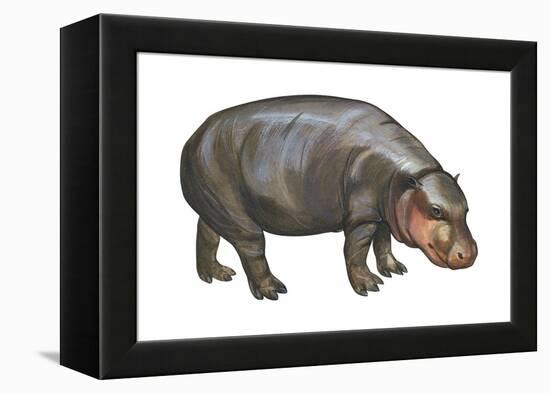 Pigmy Hippopotamus (Hippopotamus Liberiensis), Mammals-Encyclopaedia Britannica-Framed Stretched Canvas