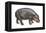 Pigmy Hippopotamus (Hippopotamus Liberiensis), Mammals-Encyclopaedia Britannica-Framed Stretched Canvas