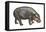 Pigmy Hippopotamus (Hippopotamus Liberiensis), Mammals-Encyclopaedia Britannica-Framed Stretched Canvas