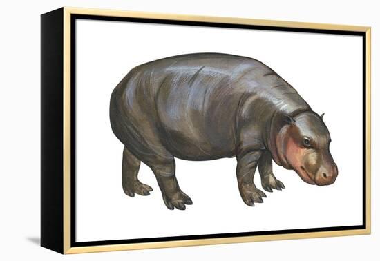 Pigmy Hippopotamus (Hippopotamus Liberiensis), Mammals-Encyclopaedia Britannica-Framed Stretched Canvas