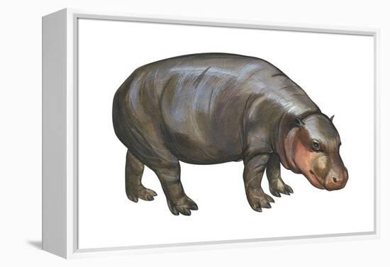 Pigmy Hippopotamus (Hippopotamus Liberiensis), Mammals-Encyclopaedia Britannica-Framed Stretched Canvas