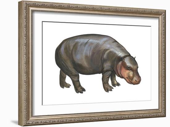 Pigmy Hippopotamus (Hippopotamus Liberiensis), Mammals-Encyclopaedia Britannica-Framed Art Print