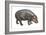 Pigmy Hippopotamus (Hippopotamus Liberiensis), Mammals-Encyclopaedia Britannica-Framed Art Print