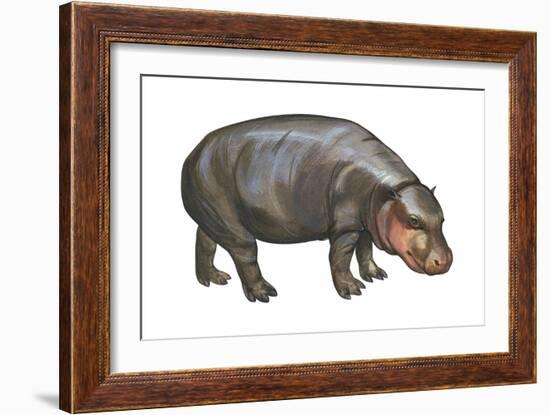Pigmy Hippopotamus (Hippopotamus Liberiensis), Mammals-Encyclopaedia Britannica-Framed Art Print