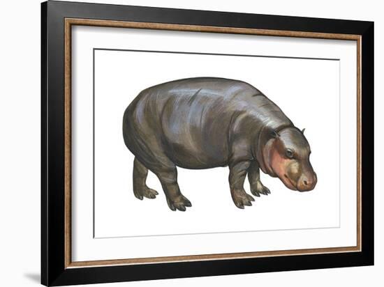 Pigmy Hippopotamus (Hippopotamus Liberiensis), Mammals-Encyclopaedia Britannica-Framed Art Print