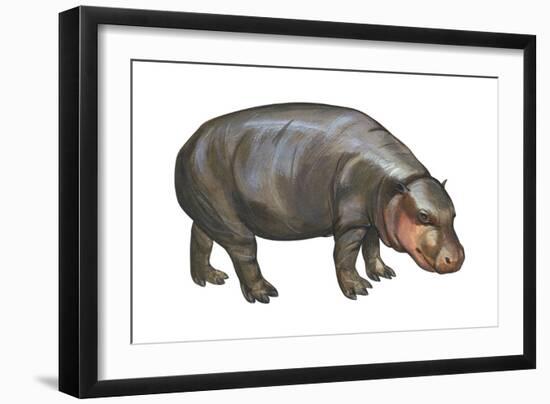 Pigmy Hippopotamus (Hippopotamus Liberiensis), Mammals-Encyclopaedia Britannica-Framed Art Print