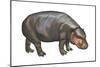 Pigmy Hippopotamus (Hippopotamus Liberiensis), Mammals-Encyclopaedia Britannica-Mounted Art Print