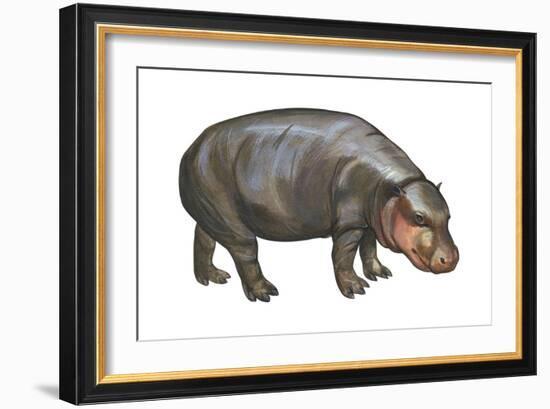 Pigmy Hippopotamus (Hippopotamus Liberiensis), Mammals-Encyclopaedia Britannica-Framed Art Print