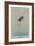 Pigmy Kingfisher-Louis Agassiz Fuertes-Framed Art Print