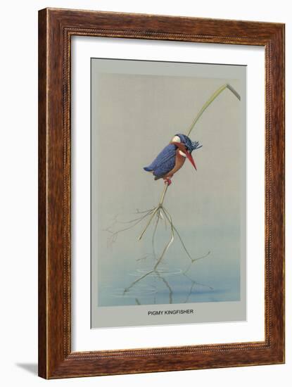 Pigmy Kingfisher-Louis Agassiz Fuertes-Framed Art Print