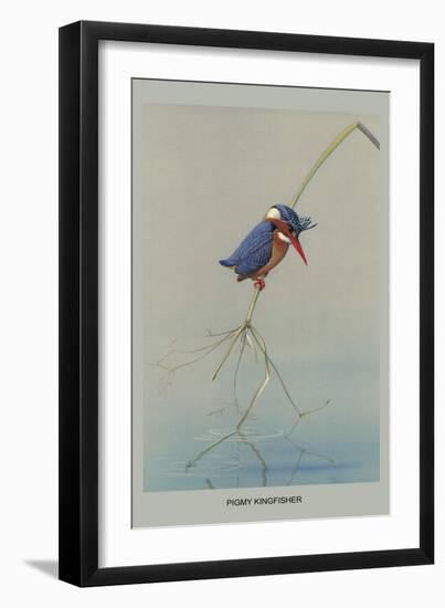 Pigmy Kingfisher-Louis Agassiz Fuertes-Framed Art Print
