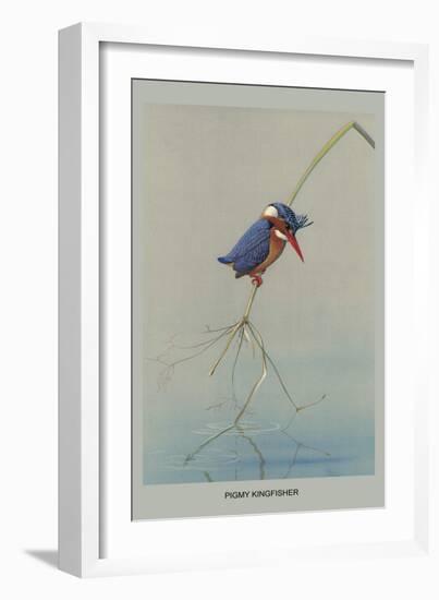 Pigmy Kingfisher-Louis Agassiz Fuertes-Framed Art Print