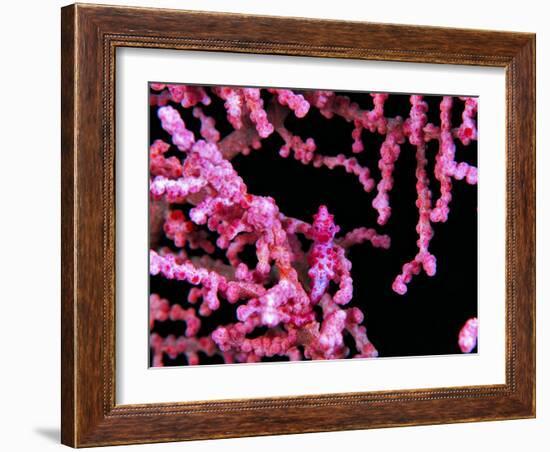 Pigmy Sea Horse (Hyppocampus Bargibanti)-Andrea Ferrari-Framed Photographic Print