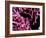 Pigmy Sea Horse (Hyppocampus Bargibanti)-Andrea Ferrari-Framed Photographic Print