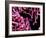 Pigmy Sea Horse (Hyppocampus Bargibanti)-Andrea Ferrari-Framed Photographic Print