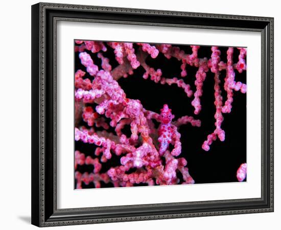 Pigmy Sea Horse (Hyppocampus Bargibanti)-Andrea Ferrari-Framed Photographic Print