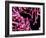 Pigmy Sea Horse (Hyppocampus Bargibanti)-Andrea Ferrari-Framed Photographic Print