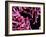 Pigmy Sea Horse (Hyppocampus Bargibanti)-Andrea Ferrari-Framed Photographic Print