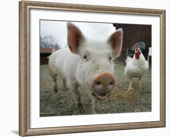 Pigs across America, Ravenna, Ohio-Amy Sancetta-Framed Photographic Print