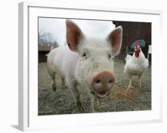 Pigs across America, Ravenna, Ohio-Amy Sancetta-Framed Photographic Print