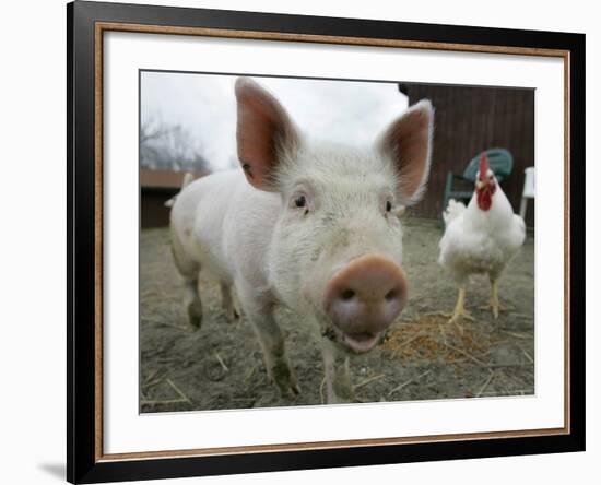 Pigs across America, Ravenna, Ohio-Amy Sancetta-Framed Photographic Print