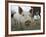 Pigs across America, Ravenna, Ohio-Amy Sancetta-Framed Photographic Print